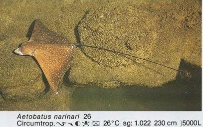 Aetobatus narinari